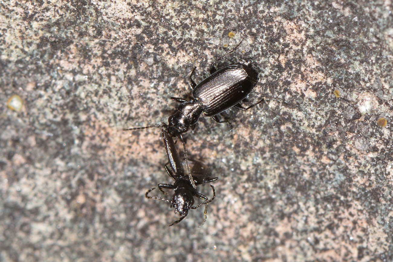 Carabidae: Apristus europaeus: il 